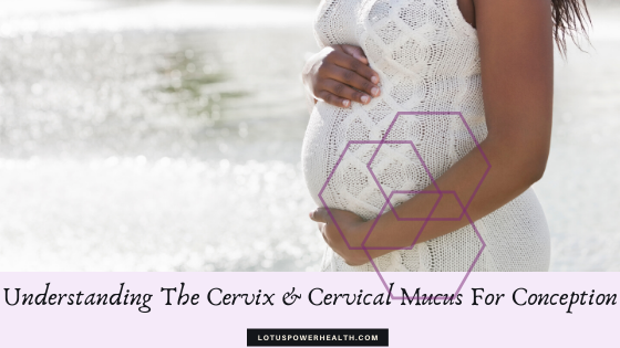 Understanding the Cervix and Cervical Mucus for Conception