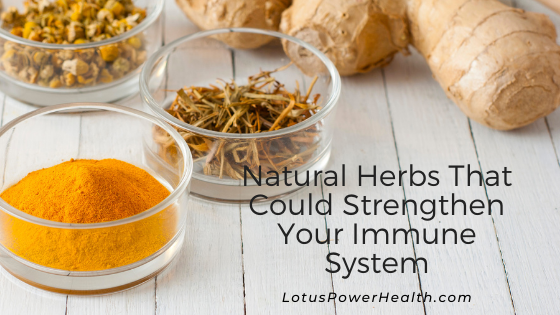 Natural Herbs That Could Strengthen Your Immune System