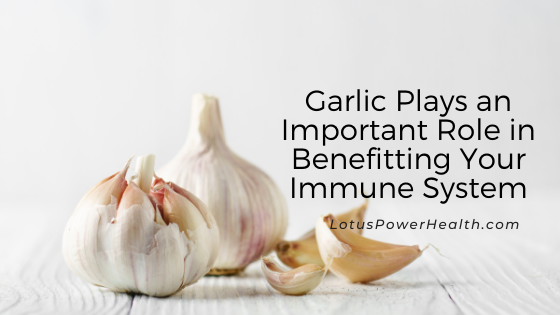Garlic Plays an Important Role in Benefitting Your Immune System